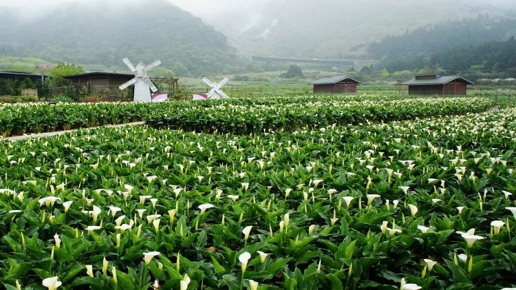 http://ĐÀI%20BẮC%20–%20CÔNG%20VIÊN%20DƯƠNG%20MINH%20SƠN%20–%20PHỐ%20CỔ%20THẬP%20PHẦN%20–%20THÁP%20TAIPEI%20101