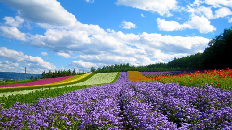 http://HÀ%20NỘI%20-%20HOKKAIDO%20-%20TOKYO%20-%20NÚI%20PHÚ%20SĨ%206%20NGÀY%205%20ĐÊM